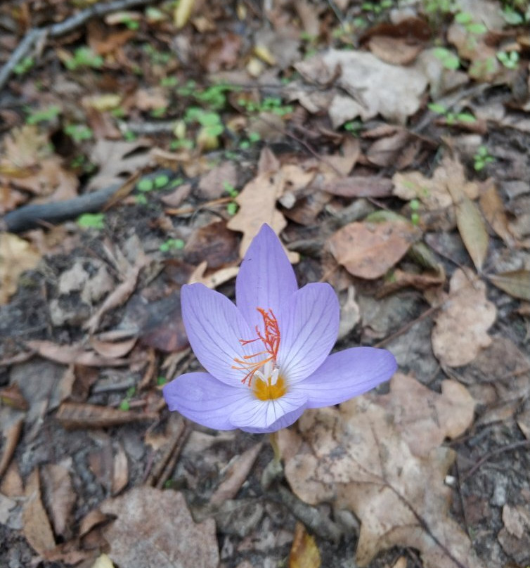 Igneada Longoz Ormanları Milli Parkı-Igneada必去景点
