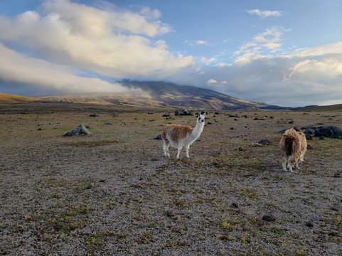 坦博帕西酒店主图