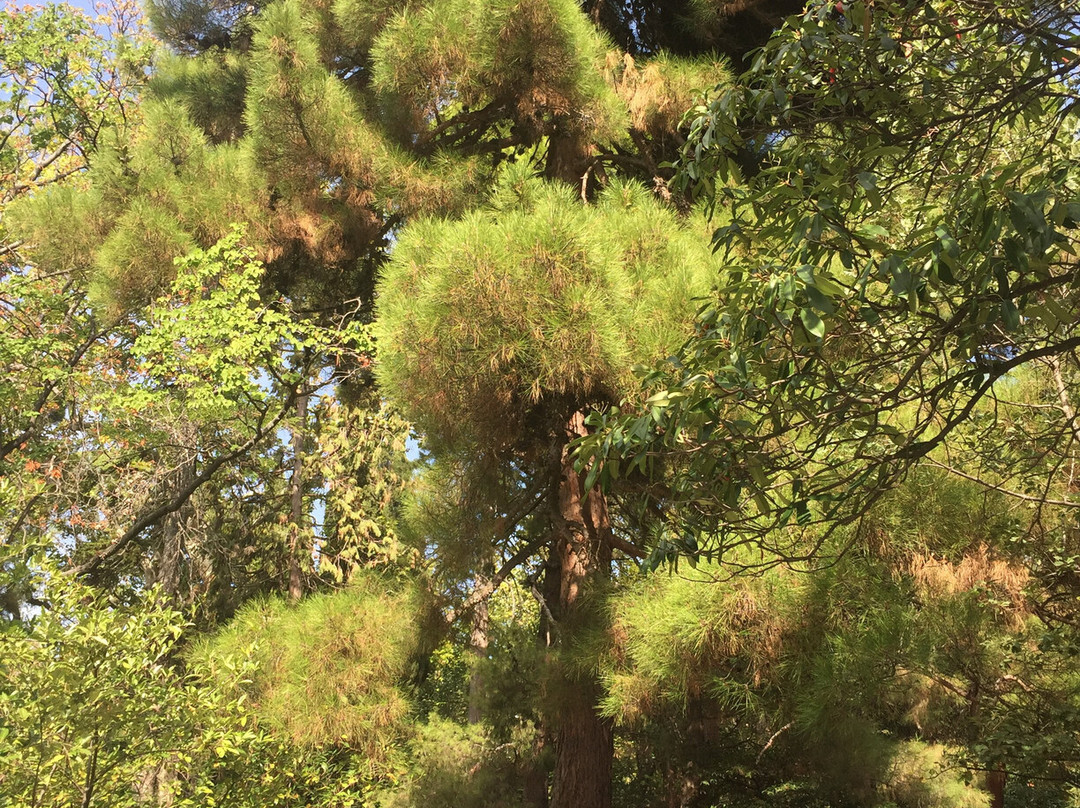 Hurzuf Park-Hurzuf必去景点