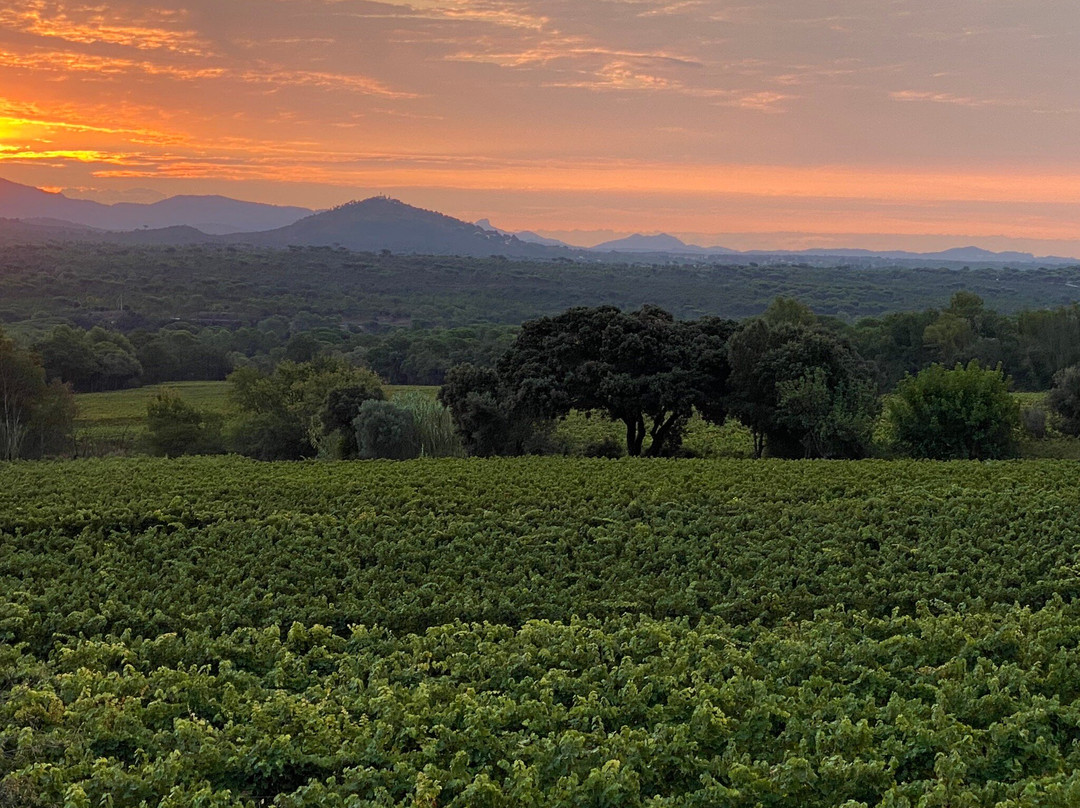 Domaine Du Jas d'Esclans景点图片