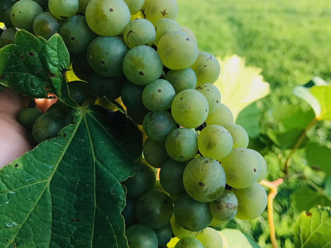 Dale Hollow Winery景点图片
