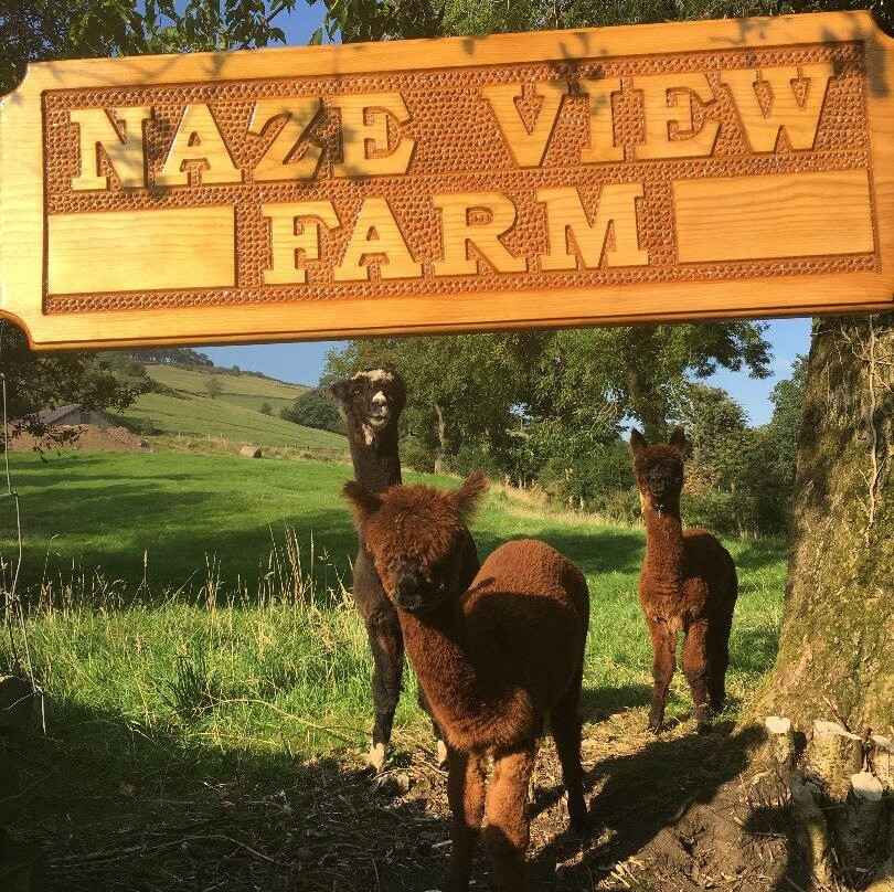 Naze View Farm Alpaca Experience景点图片