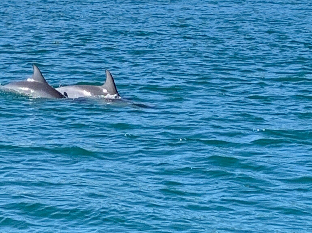 Port Jet Cruise Adventures-麦克夸利港必去景点