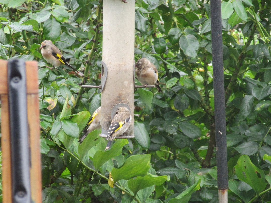 Wattisfield旅游攻略图片