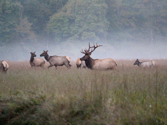 Cataloochee Valley Tours-韦恩斯维尔必去景点