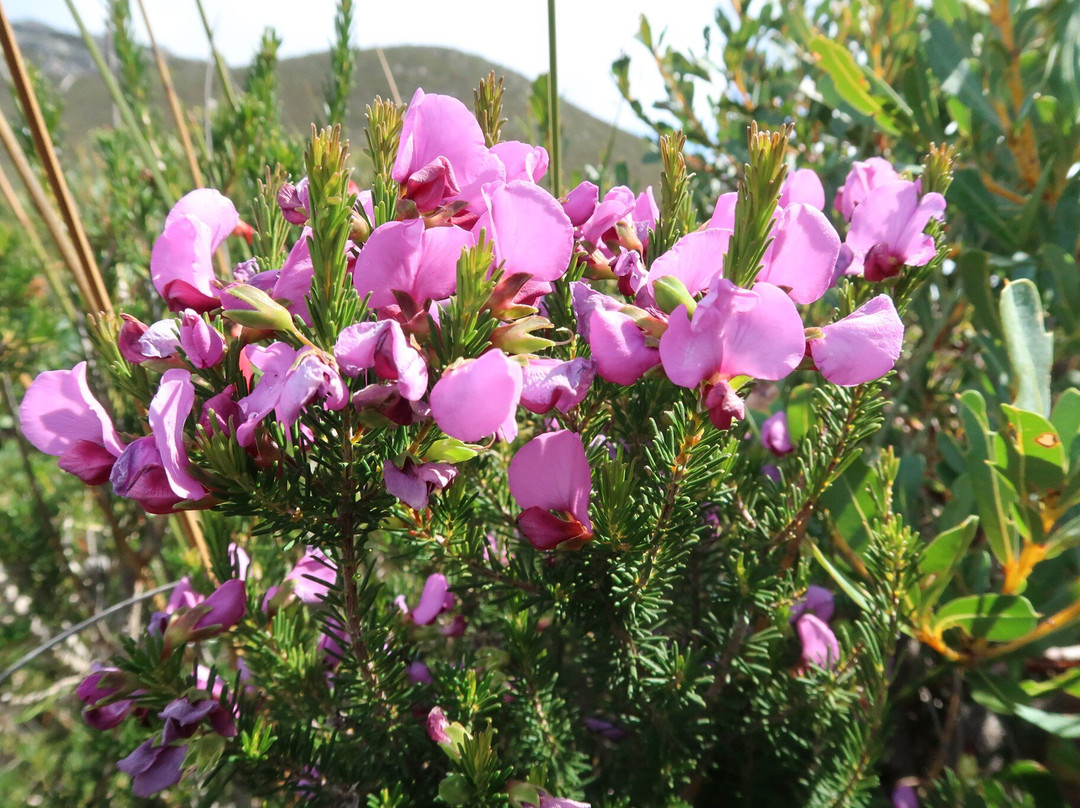 Barrens Lookout-Hopetoun必去景点
