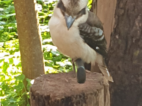 Beedelup House Cottages主图