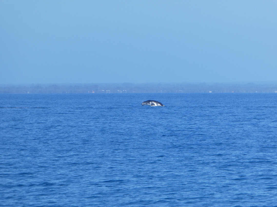 All Sea Charters-巴瑟尔顿必去景点