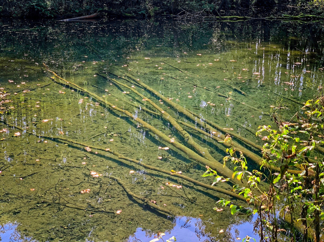 Niebieskie Zrodla Nature Reserve-Tomaszow Mazowiecki必去景点