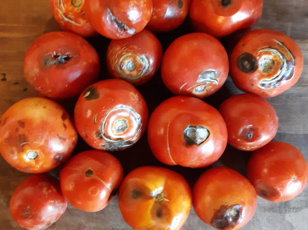 Orleans旅游攻略图片