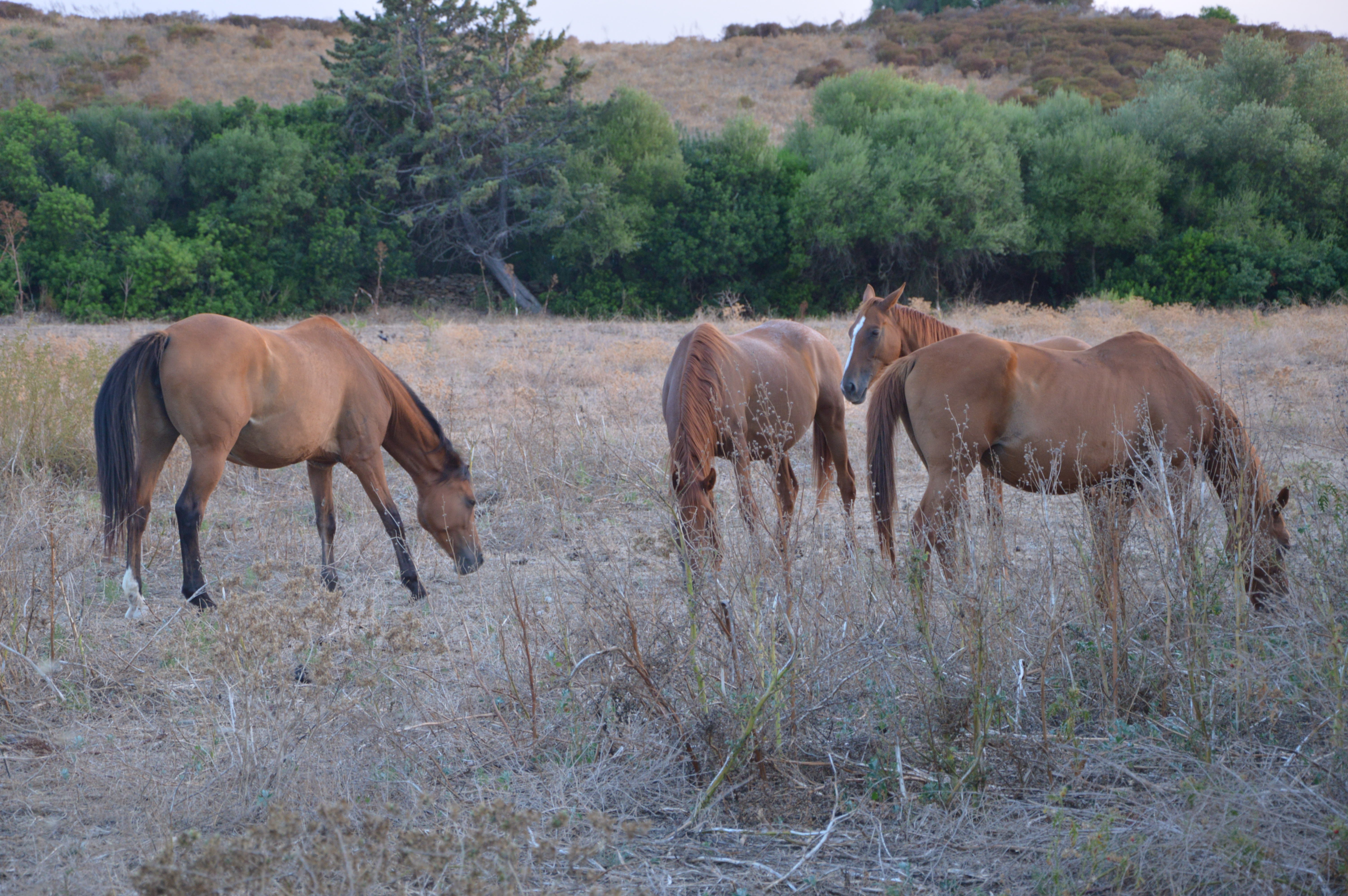 Cavalli di S'Arcaite-酒店景观