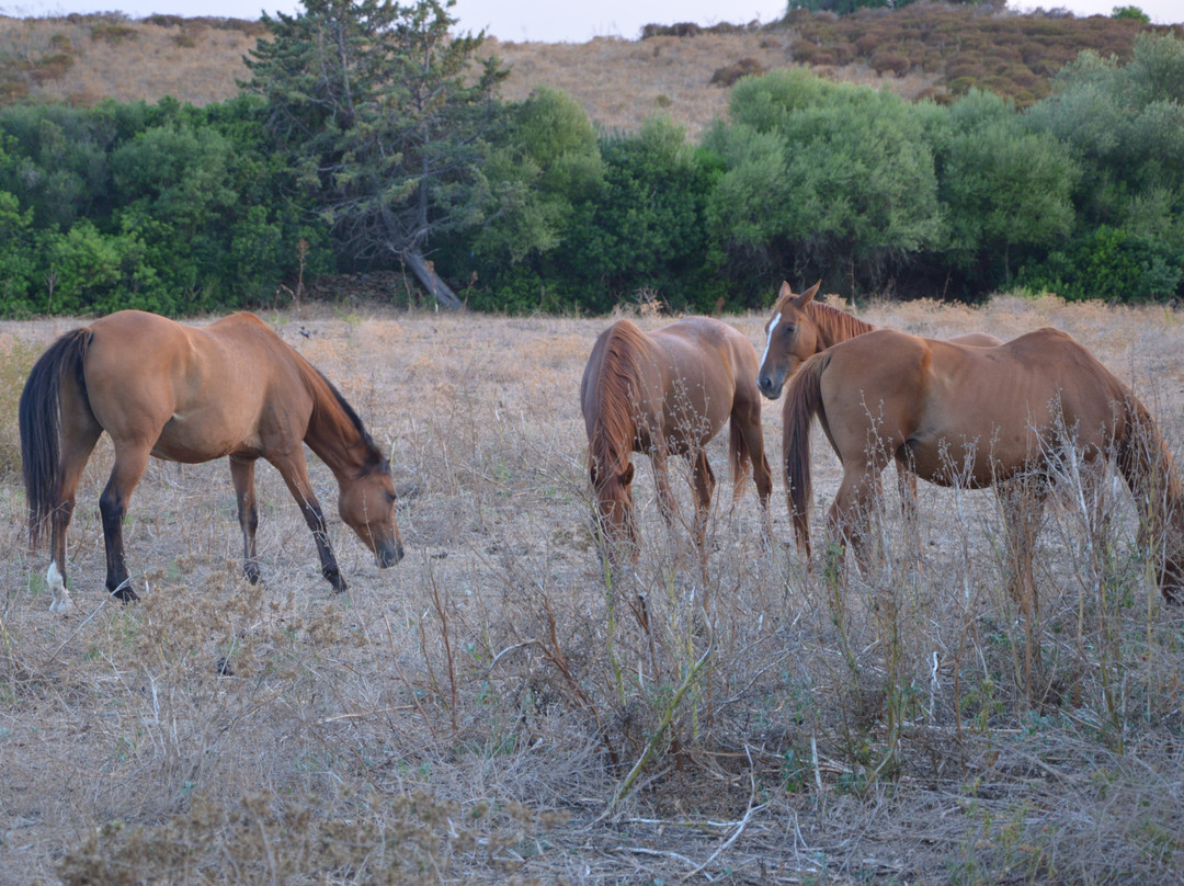 Cavalli di S'Arcaite主图
