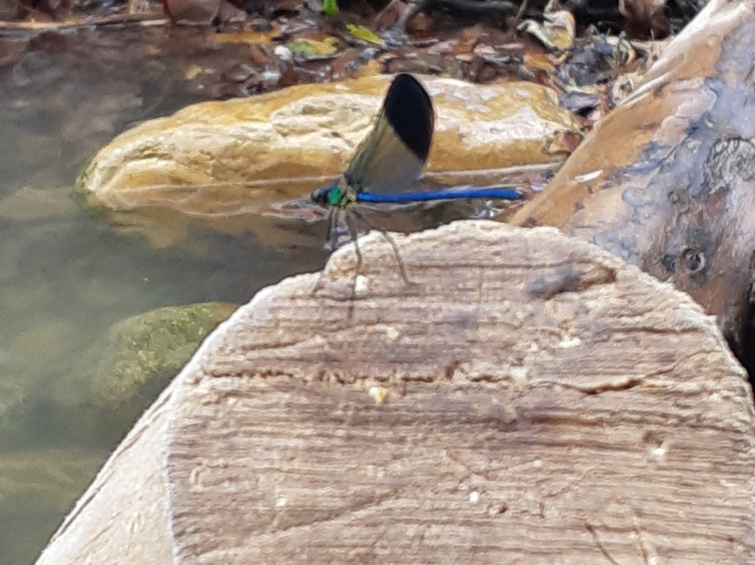 Ein Chardalit-Manot必去景点