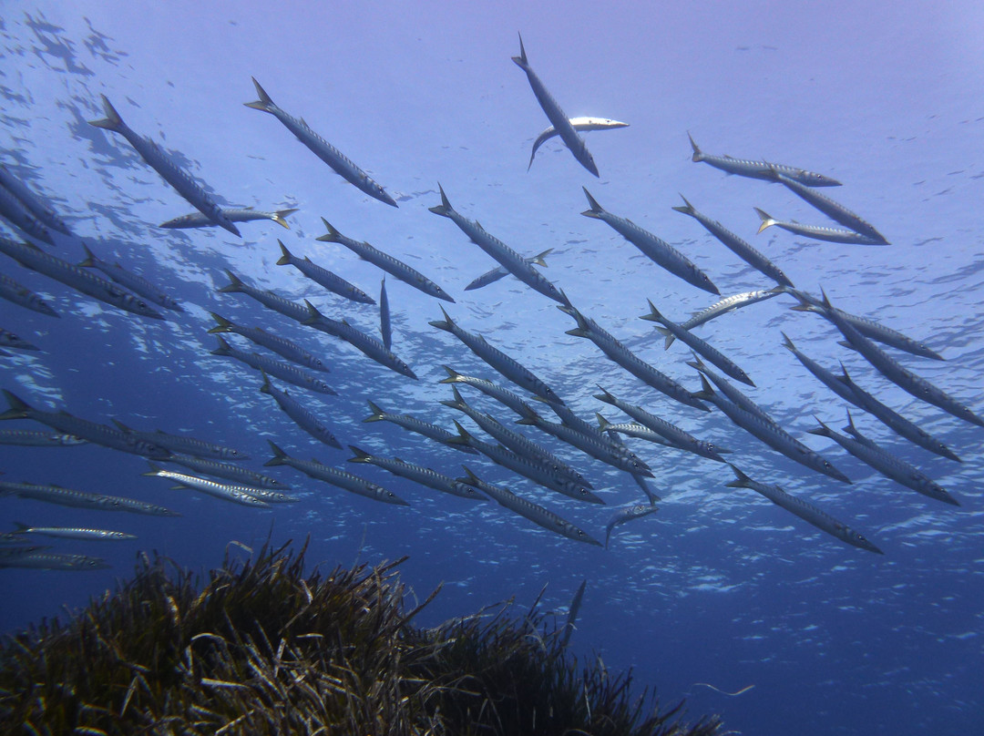 S'Algar Diving-Sant Lluis必去景点
