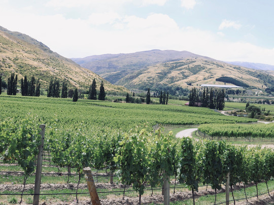 Domain Road Vineyard-Bannockburn必去景点