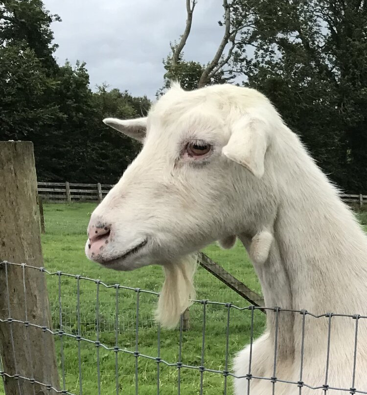 Carrowhony Pet Farm Fermanagh景点图片