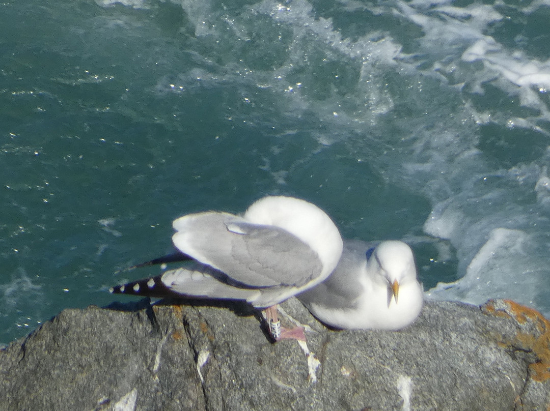 Alderney Wildlife Trust - Seabirds Boat Trip-Alderney必去景点