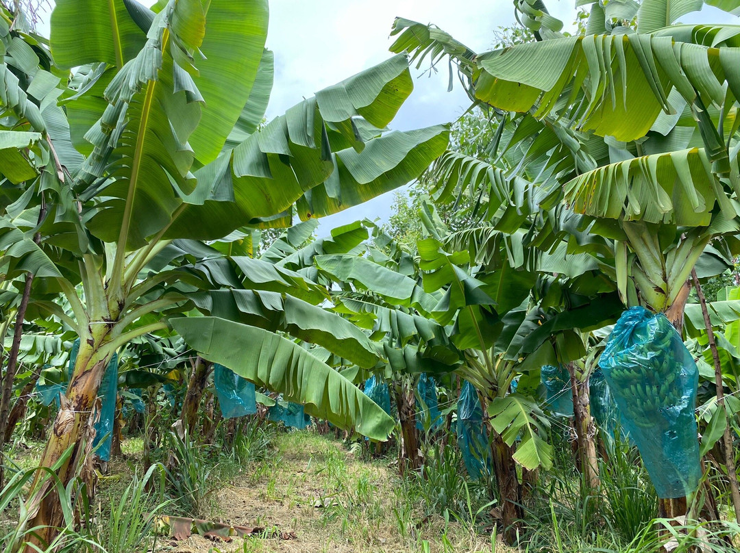Sentier Nature Et Decouverte Chalvet-Basse-Pointe必去景点