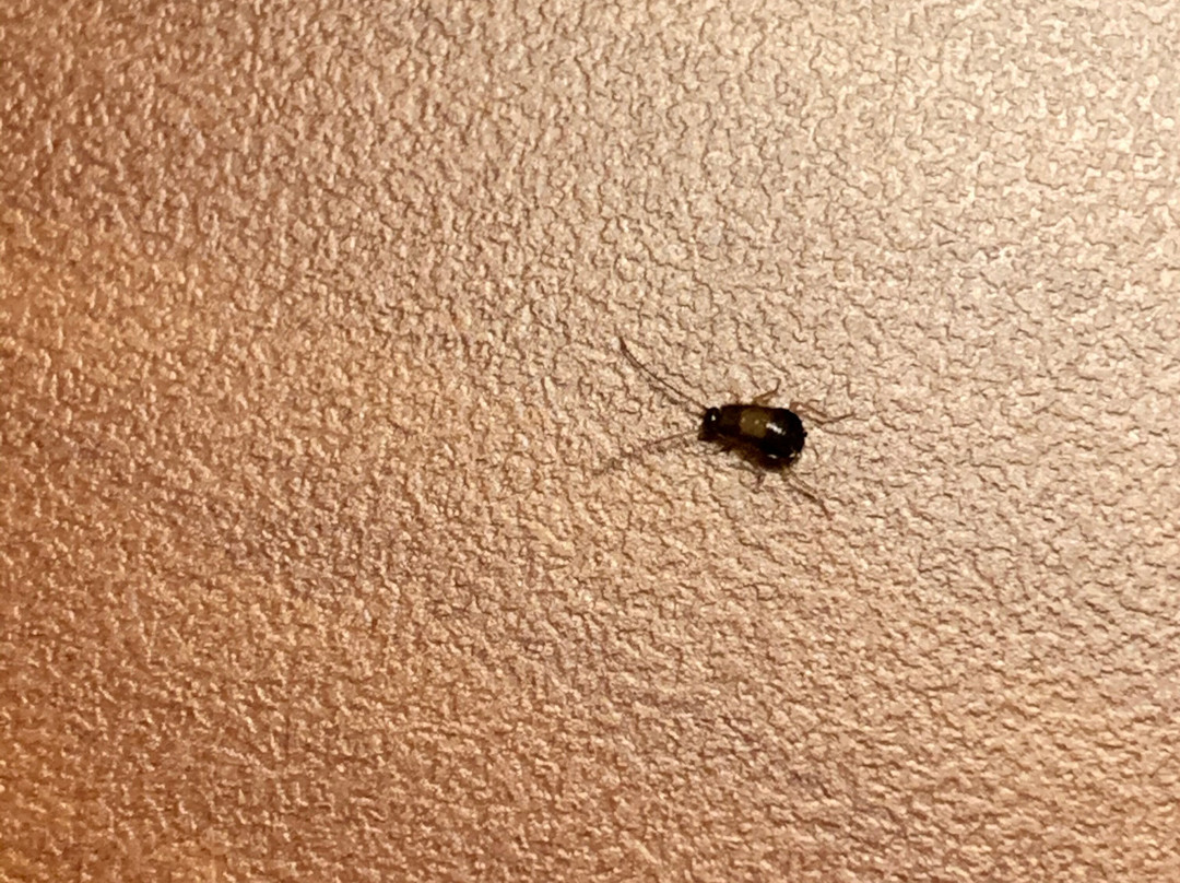 Baymont by Wyndham Bowling Green主图