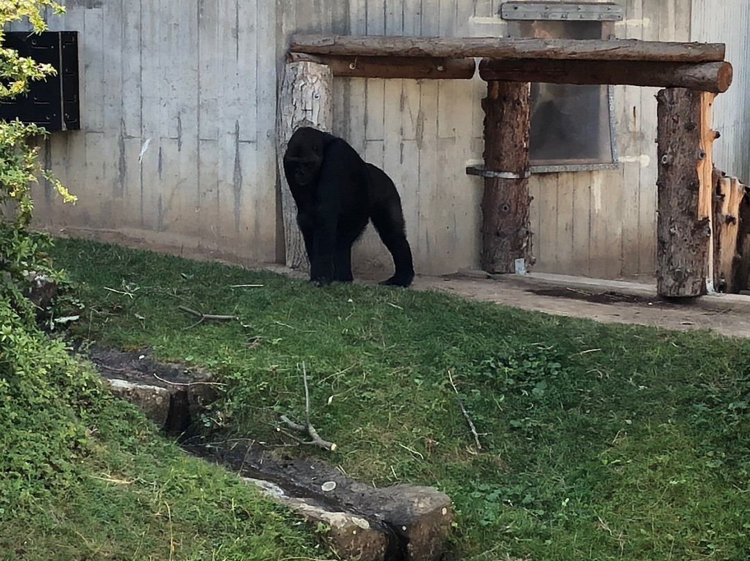 Zoo Heidelberg景点图片