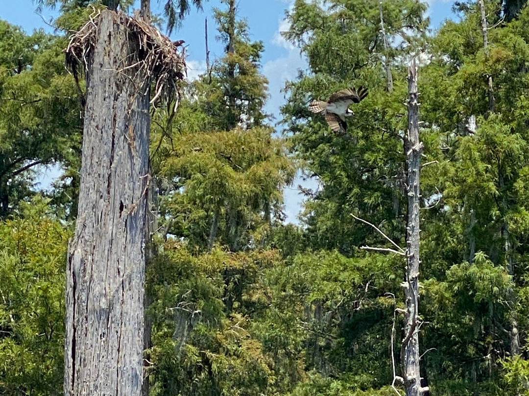 Fisheagle Wildlife Tours景点图片