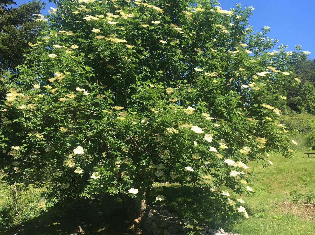 Giardino della Flora Appenninica景点图片