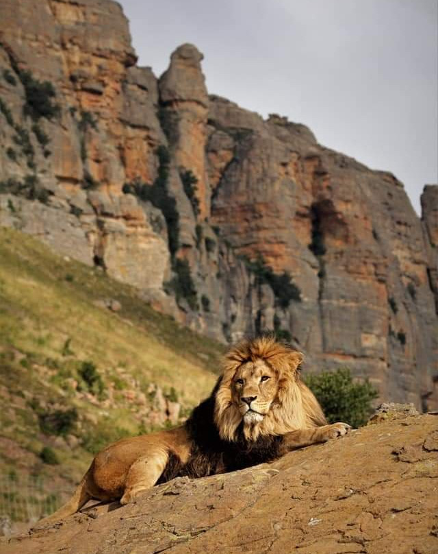 Love Lions Alive-Swinburne必去景点