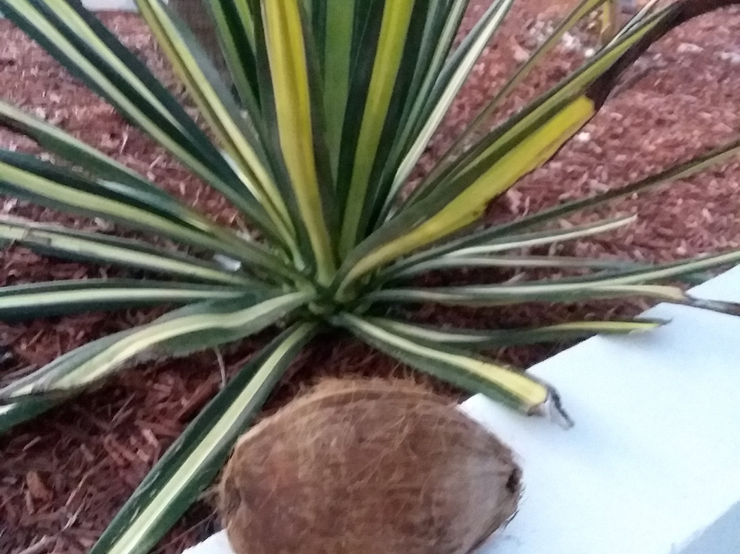 Key Colony Beach Motel主图