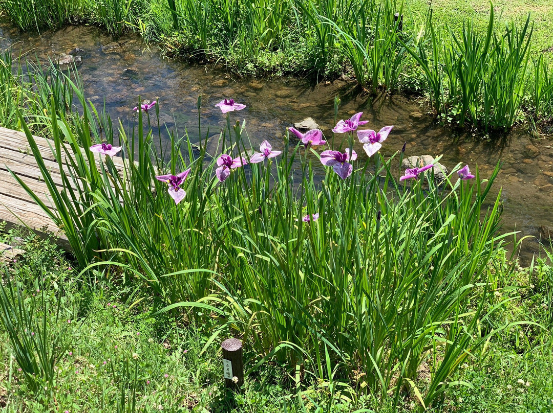 Bihoku Hillside Park-庄原市必去景点