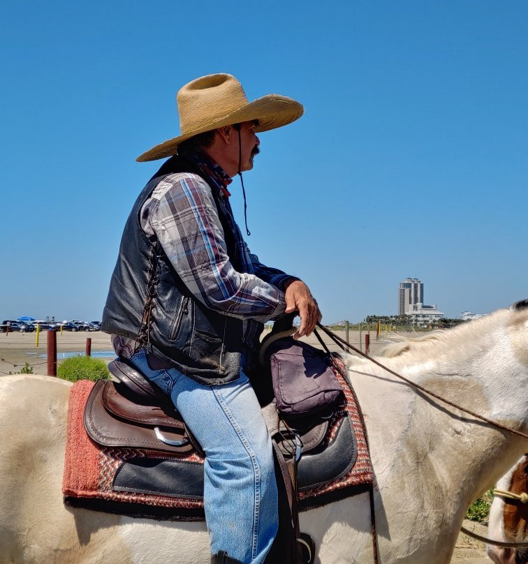 Galveston Island Horse & Pony Rides-加尔维斯顿岛必去景点