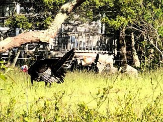 Menemsha Inn & Cottages主图