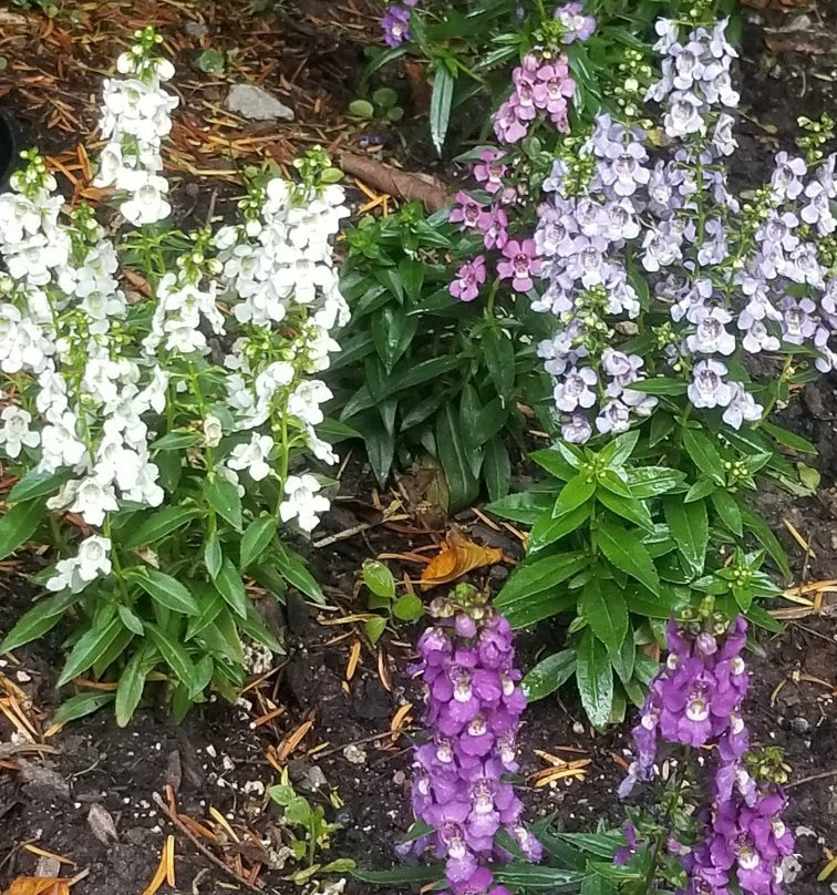 Smith Gardens-代顿必去景点