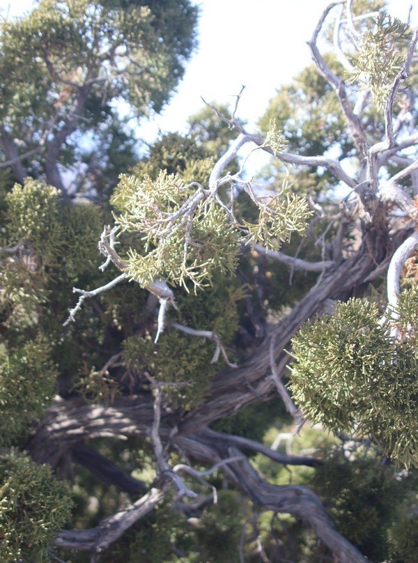 Hi-View Nature Trail-Yucca Valley必去景点