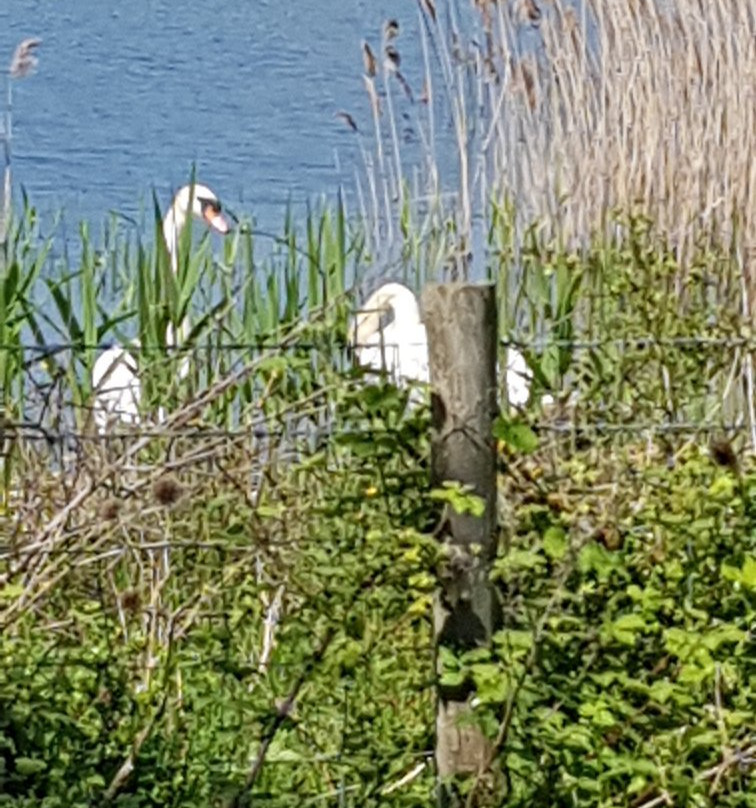 RSPB Fen Drayton Lakes景点图片