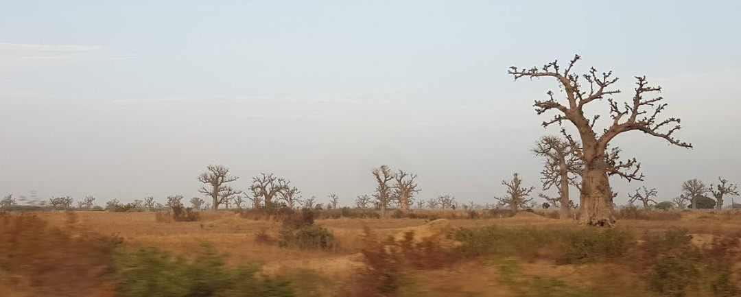 Royal Baobab Excursions景点图片
