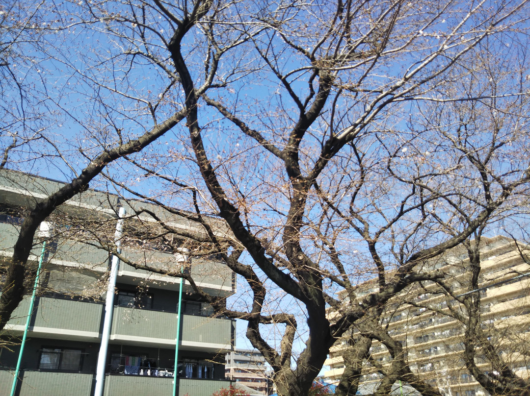 Higashihara Cherry Blossom Trees-座间市必去景点