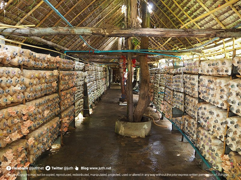 Daeng Mushroom Farm-帕巴登必去景点