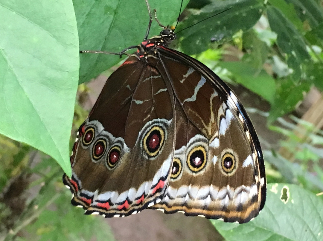 Nathaly Butterfly Garden-明多必去景点