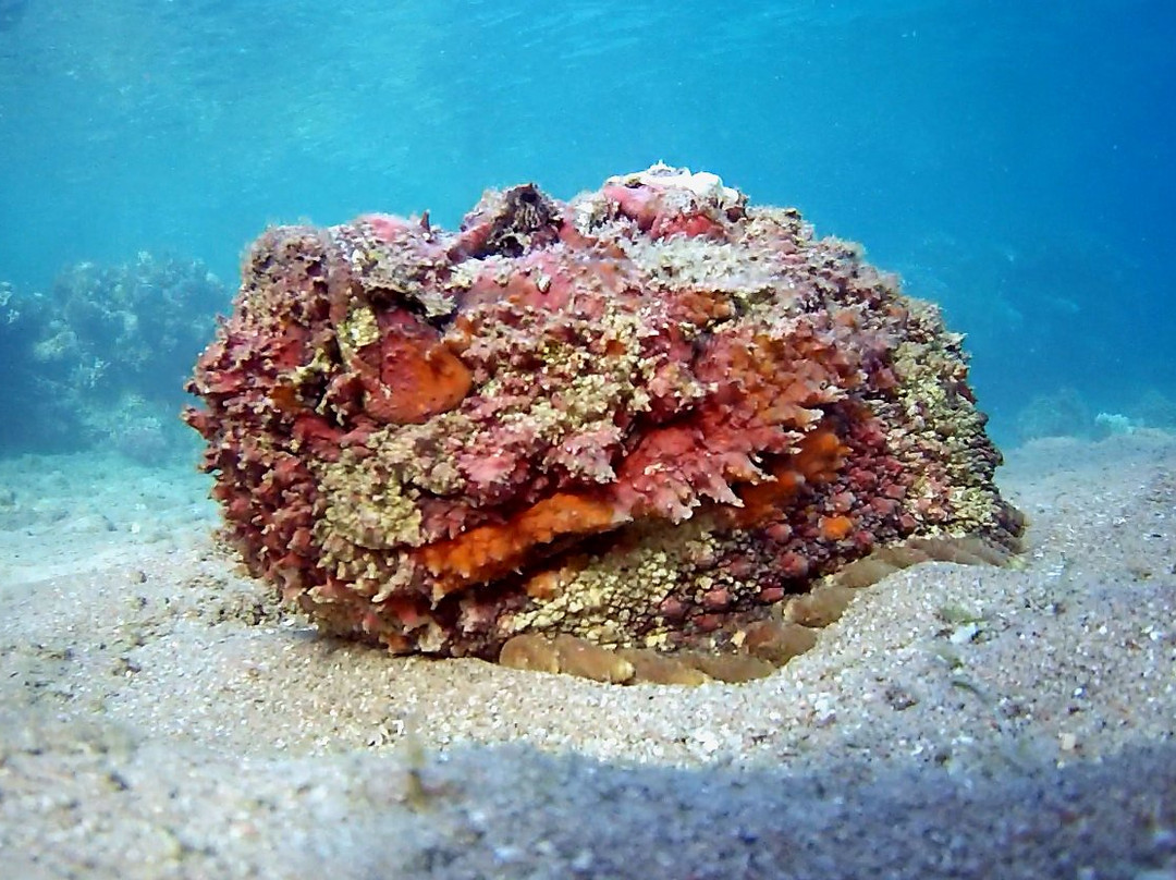 Coral Reefs-达哈卜必去景点