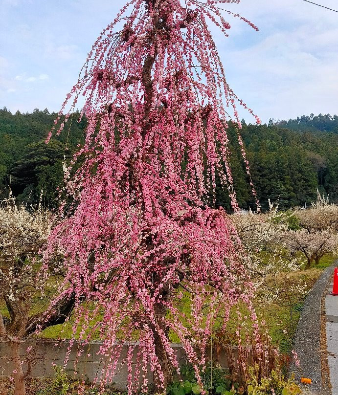 Ogose Ume Matsuri景点图片