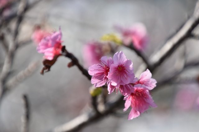 Kakazu Upland Park-宜野湾市必去景点