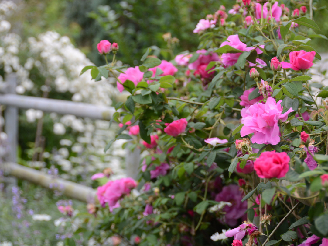 Naturel Garden Minamiaso-南阿苏村必去景点