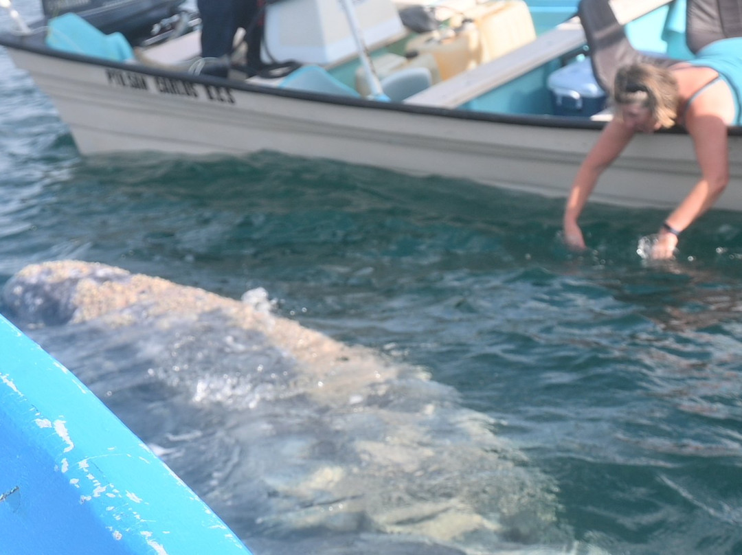 Magdalena Bay-下加利福尼亚州必去景点