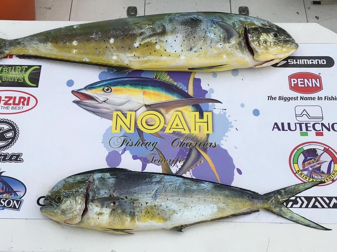 Noah Fishing Charters-奥德杰海岸必去景点
