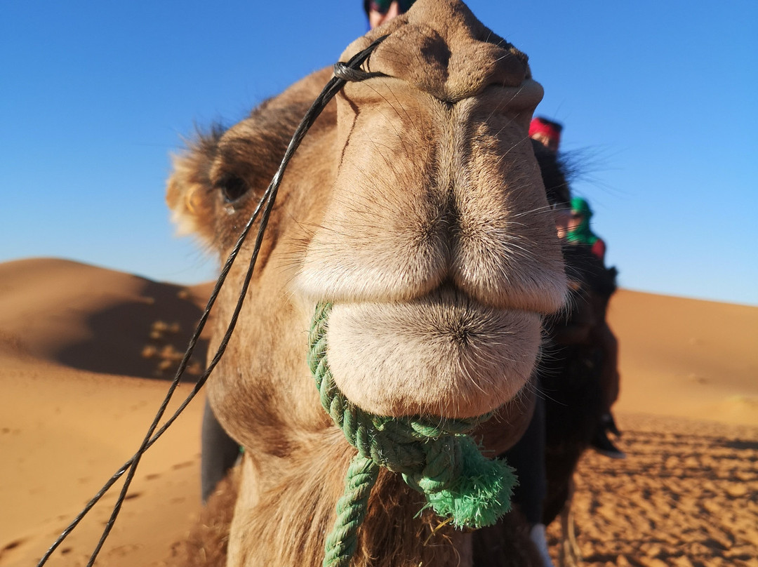 Dune Merzouga Camp景点图片