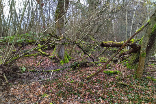 Mare de Craquenot - Espace Naturel Sensible