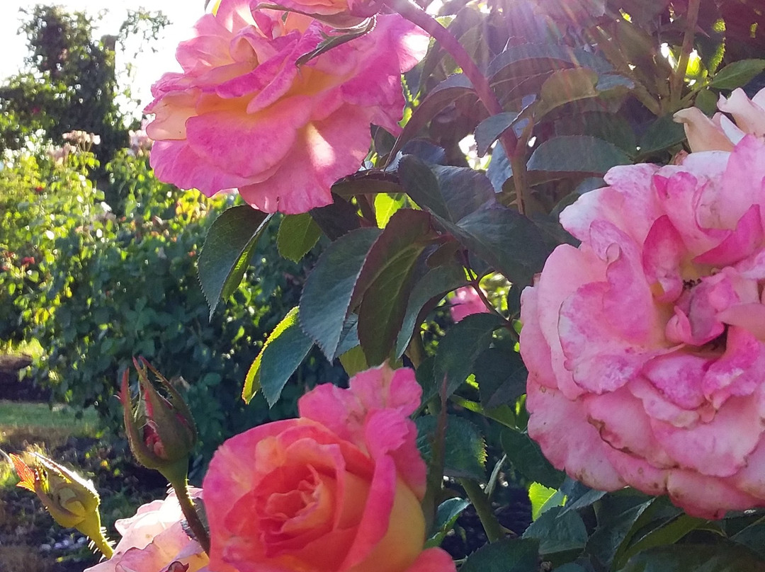 Rustons Distillery-Renmark必去景点