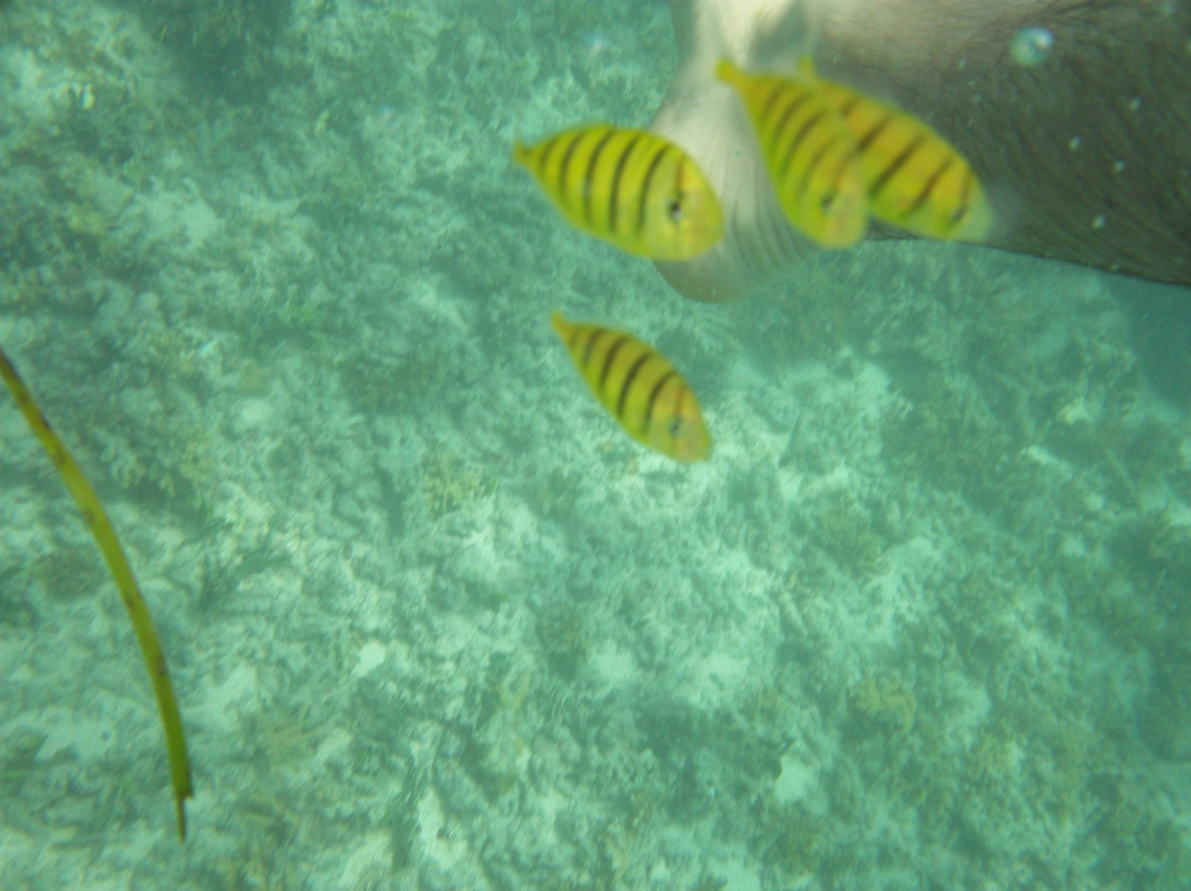 维瓦岛度假酒店主图