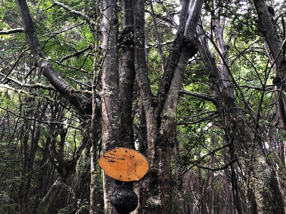 Parque Etnobotanico Omora景点图片