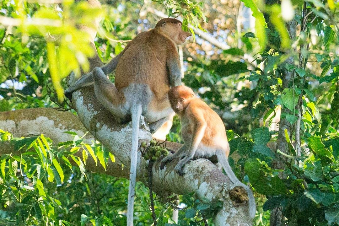 Borneo Beyond Adventure-亚庇必去景点